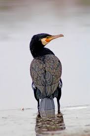 Image result for Phalacrocorax carbo