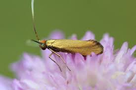 Attēlu rezultāti vaicājumam “Nemophora metallica”