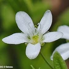 Attēlu rezultāti vaicājumam “Moehringia lateriflora flower”