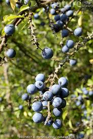 Attēlu rezultāti vaicājumam “Prunus spinosa fruit”
