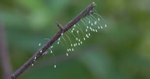 Attēlu rezultāti vaicājumam “Chrysopa eggs”