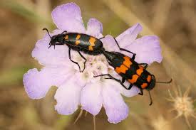 Attēlu rezultāti vaicājumam “Meloidae”