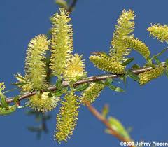 Attēlu rezultāti vaicājumam “Salix x doniana flower”