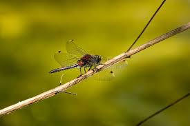 Attēlu rezultāti vaicājumam “Leucorrhinia rubicunda”