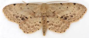 Attēlu rezultāti vaicājumam “Idaea dimidiata”