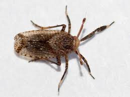 Attēlu rezultāti vaicājumam “Delphacidae”