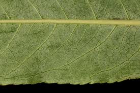 Attēlu rezultāti vaicājumam “Salix daphnoides leaf”