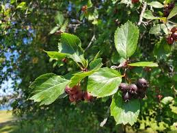 Attēlu rezultāti vaicājumam “Crataegus douglasii”