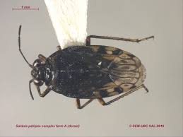 Attēlu rezultāti vaicājumam “Saldula saltatoria”