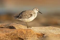 Attēlu rezultāti vaicājumam “Calidris canutus adult”
