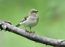 Attēlu rezultāti vaicājumam “Fringilla coelebs female”