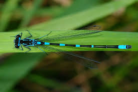 Attēlu rezultāti vaicājumam “Coenagrion pulchellum female”
