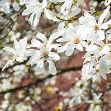 Attēlu rezultāti vaicājumam “Magnolia kobus flower”