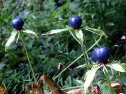 Attēlu rezultāti vaicājumam “Paris quadrifolia fruit”
