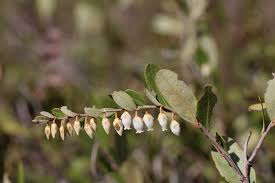 Attēlu rezultāti vaicājumam “Chamaedaphne calyculata leaf”