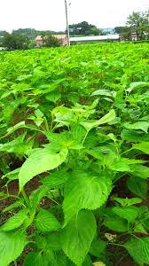 Image result for 깱깲깳깴깵깶깷깺깾깿꺀꺁꺂꺃꺆꺇꺈꺉꺊꺋꺍꺎꺏꺐