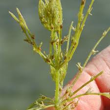 Attēlu rezultāti vaicājumam “Chara intermedia”