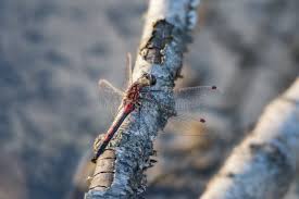 Attēlu rezultāti vaicājumam “Leucorrhinia rubicunda”