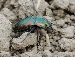 Attēlu rezultāti vaicājumam “Poecilus lepidus”