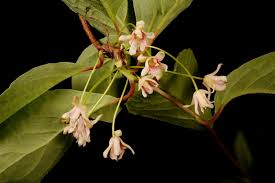 Attēlu rezultāti vaicājumam “Schisandra chinensis flower”