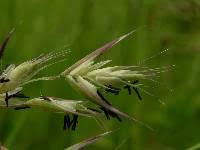 Attēlu rezultāti vaicājumam “Danthonia decumbens bud”