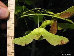 Attēlu rezultāti vaicājumam “Acer platanoides fruit”