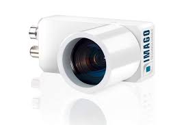 Attēlu rezultāti vaicājumam “Capsus ater imago”