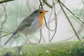 Attēlu rezultāti vaicājumam “Craspedosoma rawlinsi”