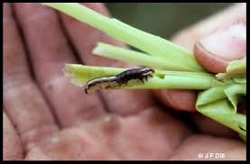 Attēlu rezultāti vaicājumam “Stemonaria irregularis stalked”