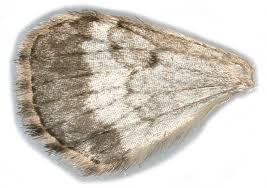 Attēlu rezultāti vaicājumam “Perizoma affinitata”