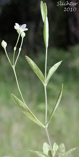 Attēlu rezultāti vaicājumam “Arenaria procera leaf”