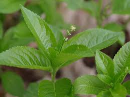 Attēlu rezultāti vaicājumam “Mercurialis perennis bud”