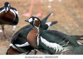 Attēlu rezultāti vaicājumam “Branta ruficollis adult”