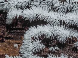 Attēlu rezultāti vaicājumam “Ceratiomyxa fruticulosa sessile”