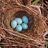 Attēlu rezultāti vaicājumam “Fringilla coelebs nest”