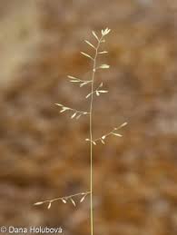 Attēlu rezultāti vaicājumam “Festuca psammophila”