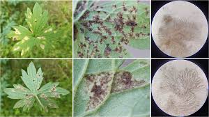 Attēlu rezultāti vaicājumam “Ranunculus acris leaf”