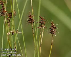 Attēlu rezultāti vaicājumam “Carex davalliana”