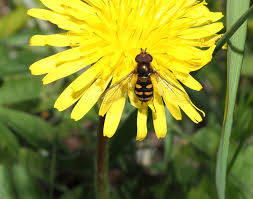 Attēlu rezultāti vaicājumam “Eupeodes nielseni”