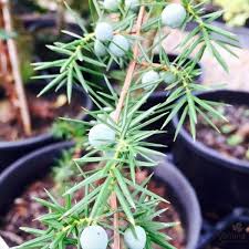 Attēlu rezultāti vaicājumam “Juniperus communis female flower”