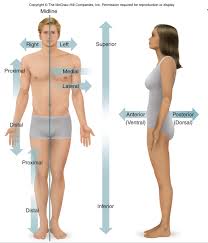Image result for body midline