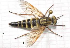 Attēlu rezultāti vaicājumam “Therevidae”