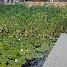 Attēlu rezultāti vaicājumam “Typha angustifolia  leaf”