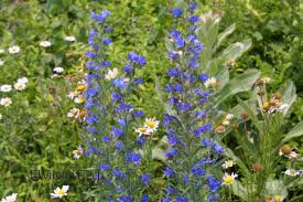 Attēlu rezultāti vaicājumam “Echium vulgare flower”