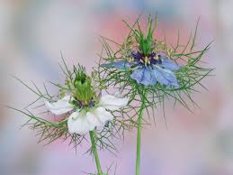Image result for Nigella damascena