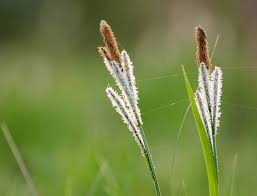 Attēlu rezultāti vaicājumam “Carex caryophyllea leaf”