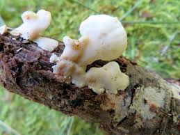 Attēlu rezultāti vaicājumam “Antrodiella semisupina”