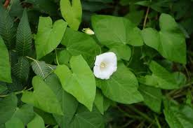 Attēlu rezultāti vaicājumam “Calystegia sepium leaf”