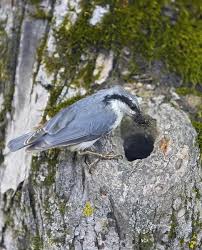 Attēlu rezultāti vaicājumam “Sitta europaea nest”