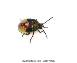 Attēlu rezultāti vaicājumam “Elasmostethus interstinctus nymph”